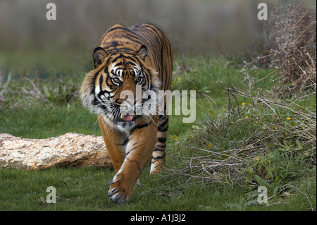 Sumatra-Tiger Stockfoto