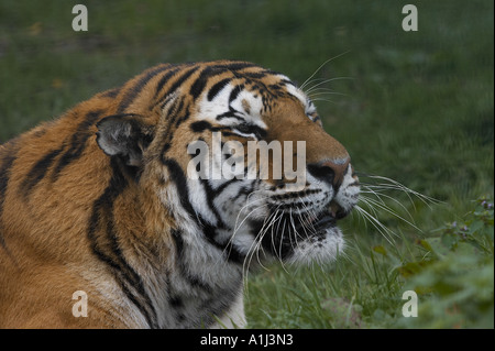Amur oder Sibirischer Tiger Stockfoto