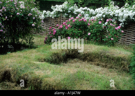 Mittelalterlichen Stil Rasen Bank Sitz Flechtwerk Zaun Rosa Rambling Rector Mannington Hall Norfolk Stockfoto