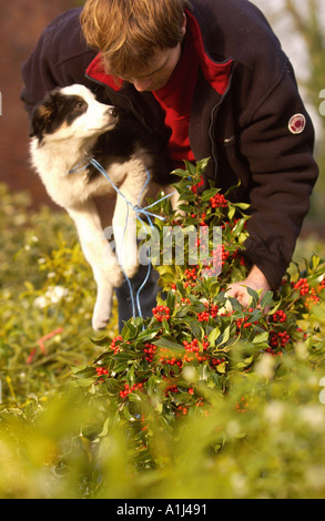 CHRISTMAS HOLLY UND MISTEL VERSTEIGERT BRIGHTWELLS IN TENBURY WELLS UK Stockfoto