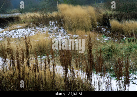 Pensthorpe Millennium Garten, Norfolk Gräser, Samenköpfe und Winter Schnee, design Piet Oudolf Stockfoto