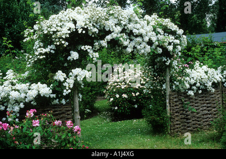 Rosa "Rambling Rector", Mannington Hall, Flechtwerk Zaun, weiße Blumen rose Bogen Klettern Pflanzen Garten Rosen Stockfoto