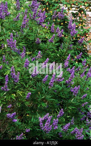Vitex Agnus-Castus, ganze Pflanze, keusche Baum, violett ...