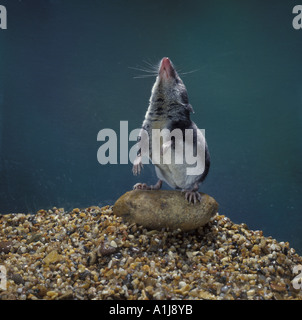 Spitzmaus Neomys Fodiens Wasser stehend auf Hinterbeine zeigen Bauch Stockfoto