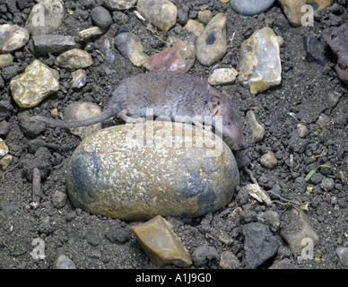 Spitzmaus Lesser White gezahnten Crocidura Suaveolens auf einem Stein Stockfoto