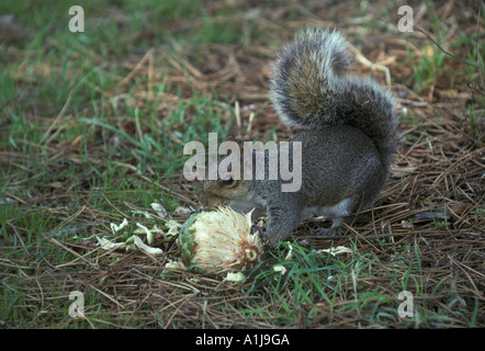 Graue Eichhörnchen Sciurus Carolinensis Eating Tannenzapfen Stockfoto