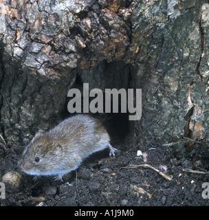 Feld Wühlmaus Microtus Agrestis AKA kurz angebundene auf Boden am Fuße des Baumes Stockfoto