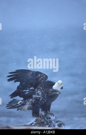 Weißkopfseeadler Haliaeetus Leucocephalus Erwachsenen und Jugendlichen teilen ein Treibholz Barsch während eines Schneesturms Kachemak Bay Alaska Stockfoto