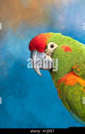 Rot fronted Ara rot Fronted Ara Stockfoto