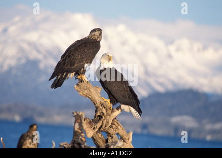 Weißkopfseeadler Haliaeetus Leucocephalus Erwachsenen und Jugendlichen teilen ein Treibholz Barsch Kachemak Bay Yunan Alaska Stockfoto