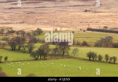 Brecon und Talybont Hunt am oberen Kapelle Powys Wales UK GB mit Fox Hounds eine Duftspur in einem weit entfernten Feld folgen Stockfoto