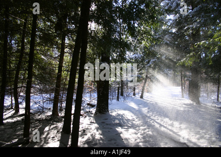 Sonne Licht scheint auf verschneiten Pfad im Wald Stockfoto