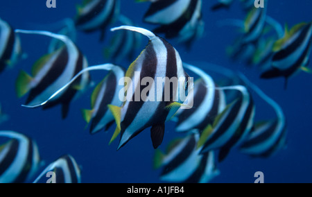 Nahaufnahme des Heniochus acuminatus, Longfin Wimpelfische shoal auf den Malediven, Indischer Ozean Stockfoto