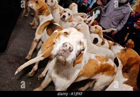 Golden Valley Jagd montieren auf dem Stadtplatz Uhr im Heu auf Wye Powys Wales UK GB Fox Hounds Mühle rund um den Fans Stockfoto