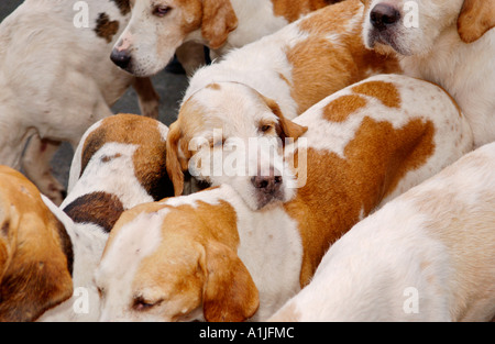 Golden Valley Jagd montieren auf dem Stadtplatz Uhr im Heu auf Wye Powys Wales UK GB Fox Hounds Mühle rund um den Fans Stockfoto