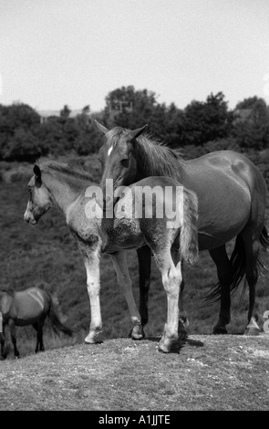 New Forest Pony Hampshire England Stockfoto