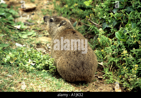 Südafrika Oktober Rock Klippschliefer Procavia Capensis speist ein agiler Kletterer in felsigen Gebieten auf Rasen und Bäumen Stockfoto