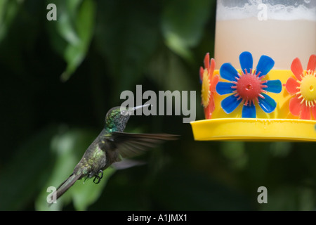Kolibri nahenden feeder Stockfoto