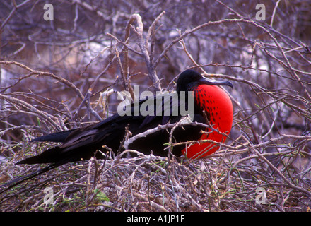 Herrliche Fregattvogels, Fregata magnificens, North Seymour Island, Provinz Galapagos, Galapagos-Inseln, Ecuador Stockfoto