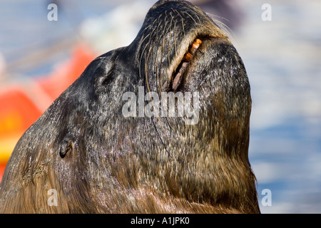 Enge Porträt von einem Seelöwen Stockfoto