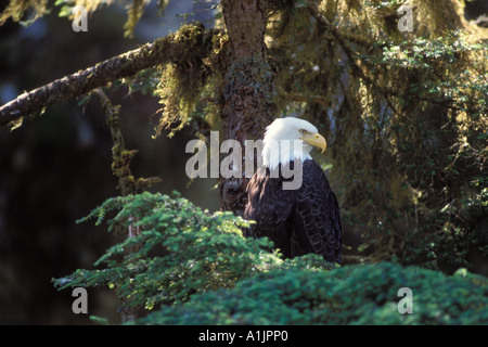 Weißkopfseeadler Haliaeetus Leucocephalus im Regenwald des südöstlichen Alaska Anan Creek Tongass National Forest Stockfoto