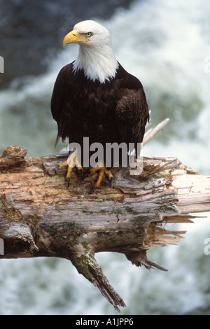 Weißkopfseeadler Haliaeetus Leucocephalus im Regenwald des südöstlichen Alaska Anan Creek Tongass National Forest Stockfoto