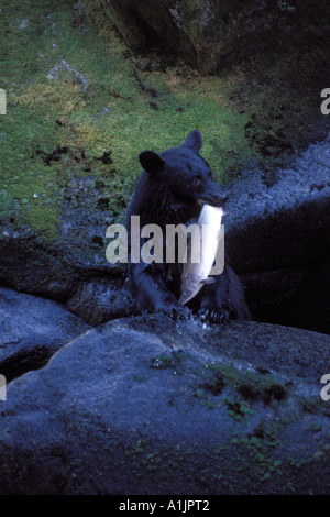 Schwarzbär Ursus Americanus fangen Buckellachs im südöstlichen Alaska Anan Creek Tongass National Forest Stockfoto