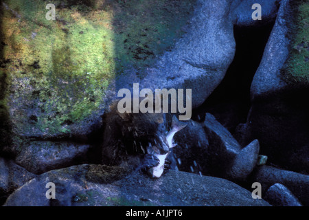 Schwarzbär Ursus Americanus fangen Buckellachs im südöstlichen Alaska Anan Creek Tongass National Forest Stockfoto