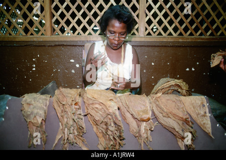 Havanna Kuba Frau Sortierung und Klassifizierung Tabakblätter im Real Fabrica de Tabacos Partagas Partagas Cigar Factory Stockfoto