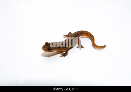 Gemeinsamen Young oder glatte Molch-Triturus Vulgaris auf weißem Hintergrund Stockfoto