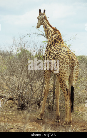KRUGER NATIONAL PARK in Südafrika Oktober Giraffe Giraffa Camelopardis Weiden auf Akazie Stockfoto