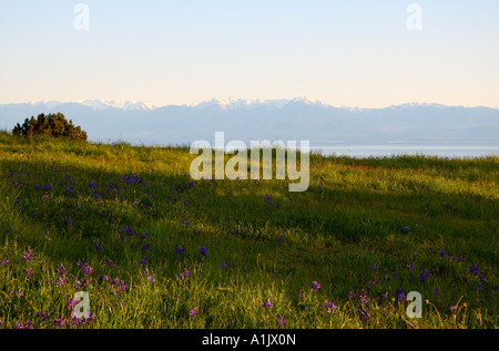 Beacon Hill Park auf der Suche nach der "Olympic Mountains" British columbia Stockfoto