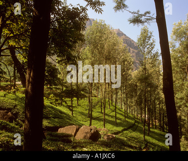 Tee-Plantagen Nadhabattam Bereich Frosch Hill Nilgiri Hills Ooty Indien Stockfoto