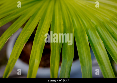 Einladende tropischen Palmwedel Stockfoto