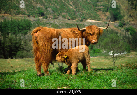 Highland Kuh füttern ihre Jungen in Glen Nevis, Highlands, Schottland Stockfoto