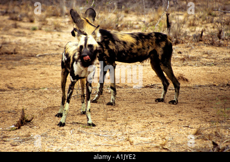 HOEDSPRUIT Südafrika Oktober zwei wilde Hunde LYKAON pictus Stockfoto