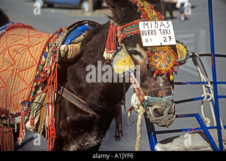 MIJAS COSTA DEL SOL Spanien Europa April Nahaufnahme von Esel Esel-Taxis Stockfoto