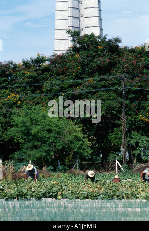 Havanna. Kuba. Plaza Organoponico, einer der vielen kleinen Bauernhof-co-Aktivisten in Havanna. Stockfoto