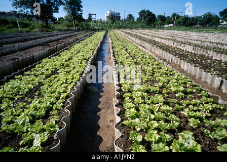 Havanna. Kuba. Plaza Organoponico, einer der vielen kleinen Bauernhof-co-Aktivisten in Havanna. Stockfoto