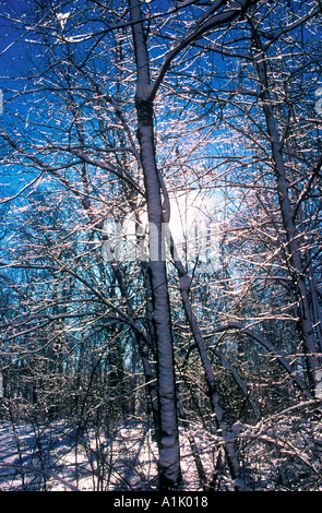 Schnee und Eis funkeln auf Bäumen an einem eiskalten Wintertag am Morton Arboretum in Lisle, Illinois, USA Stockfoto