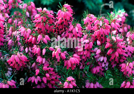 Erica Carnea 'Myretoun Ruby', 'Myrtoun Ruby' Heide-Heidekraut Ericas Stockfoto