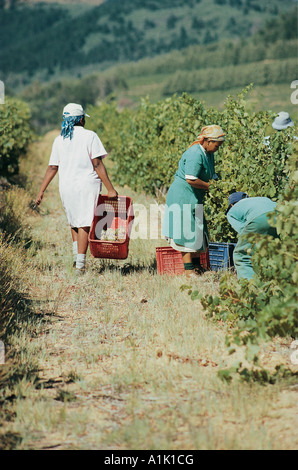 Schwarze afrikanische Frauen, die Ernte der Trauben von Hand in Franschhoek Südafrika Western Cape Stockfoto