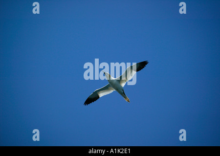 Einzelne Gannet im Flug gegen blauen Himmel Stockfoto