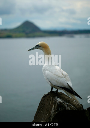 Einzelne Gannet thront auf Felsen am Bass Rock East Lothian Scotland, Berwick Law im Hintergrund Stockfoto