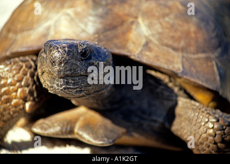 Schildkröte zeigt sein Gesicht bei Egmont Key Florida Stockfoto