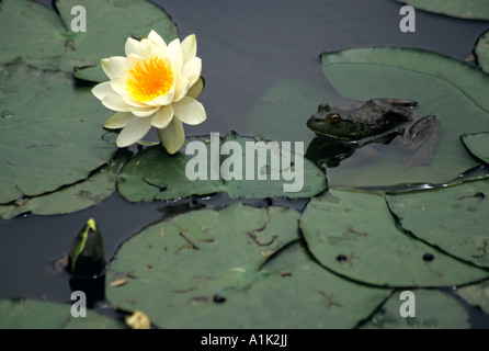 Frosch sitzt auf einem Seerosenblatt neben einer Seerose im Teich in Denver Botanic Gardens in Denver, Colorado USA Stockfoto