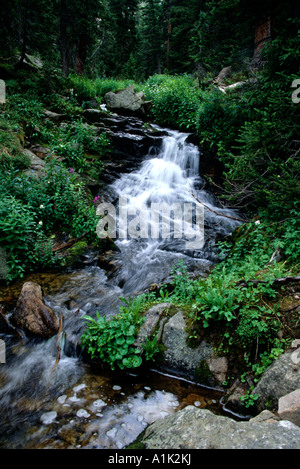 Gebirgsbach Kaskaden hinunter Berghang in Rocky Mountain Nationalpark Colorado USA Stockfoto