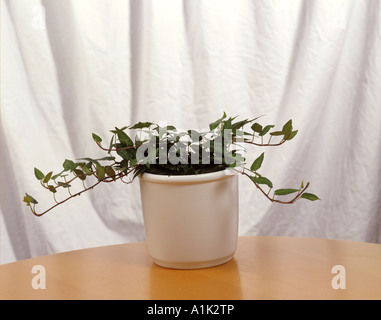 Efeu / Hedera Helix Stockfoto