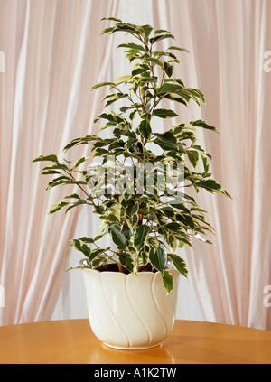 Birkenfeige / Ficus Benjamina Stockfoto