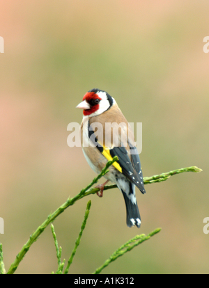 Männliche Stieglitz Gesang in Tanne in einem Cheshire Garten Alsager England Vereinigtes Königreich UK Stockfoto